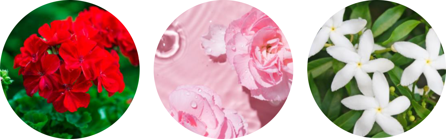 Geranium Petals, Rose Water, White Jasmine