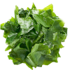 sea kelp